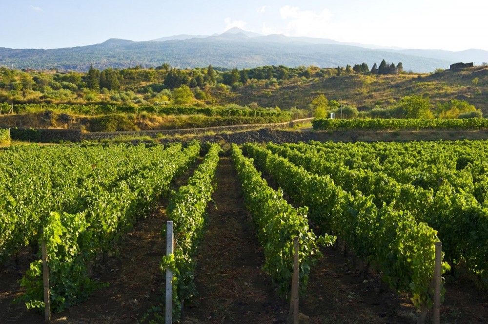 vineyard-bardolino-valpolicella